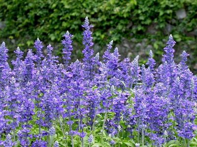 花都精品促銷 青州鼠尾草批發(fā)與小龍柏、扶芳藤種植基地產(chǎn)品介紹