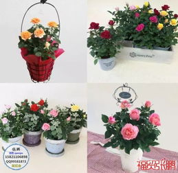 2019日本園藝勞保用品假山景觀石展覽會(huì) 園藝種植與創(chuàng)新技術(shù)的融合