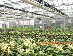 建種植溫室需要多少錢？需要哪些材料？請(qǐng)咨詢青州市鑫和溫室園藝