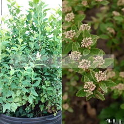 園藝嘉年華尋精品花木，里白園藝種植引領行業新風尚